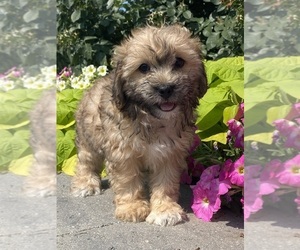 Lhasa Apso-Poodle (Toy) Mix Puppy for sale in CANOGA, NY, USA
