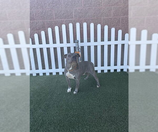 Medium Photo #1 Mutt Puppy For Sale in Modesto, CA, USA