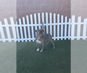 Mutt Dogs for adoption in Modesto, CA, USA