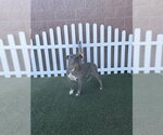Small Mutt