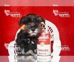Small Photo #16 Schnauzer (Miniature) Puppy For Sale in SANGER, TX, USA