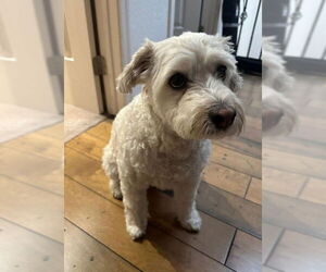Herman - Male Mutt Dog for Adoption - Photo #3
