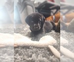 Small Photo #19 Labrador Retriever Puppy For Sale in PAWNEE, IL, USA