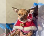 Small Photo #8 Chihuahua Puppy For Sale in Bellmawr, NJ, USA
