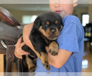 Rottweiler Puppy for sale in EL CAJON, CA, USA