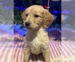 Small Photo #9 Golden Retriever Puppy For Sale in KENNER, LA, USA