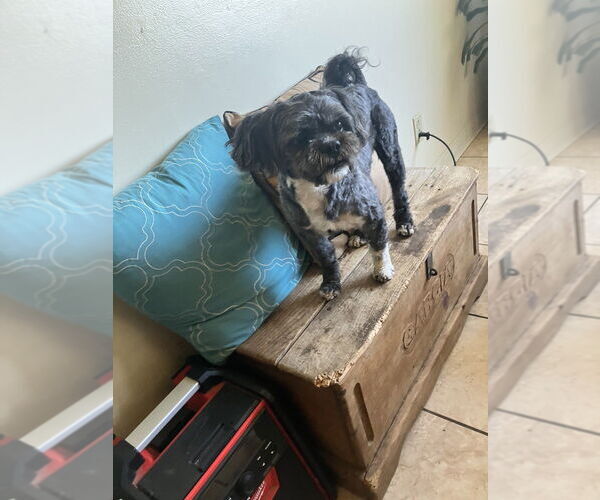 Medium Photo #8 Shih-Poo Puppy For Sale in Dana Point, CA, USA