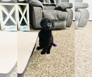 Labradoodle-Labrador Retriever Mix Puppy for sale in CAMP CLARK, MO, USA
