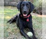 Small #12 Labrador Retriever Mix
