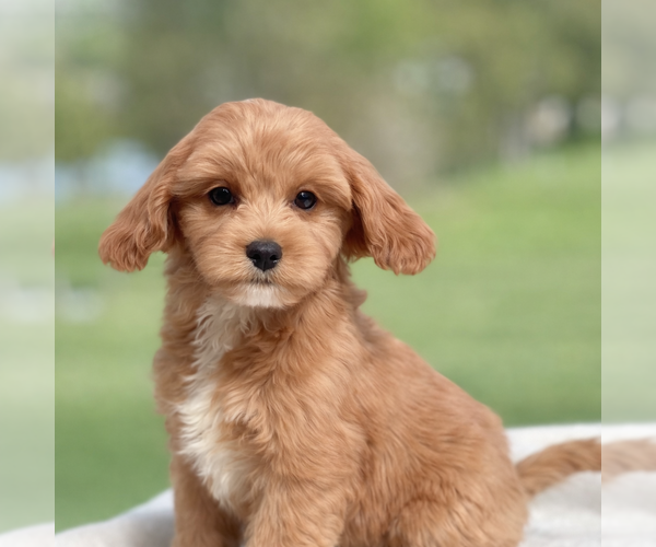 Medium Photo #1 Cavapoo (Miniature) Puppy For Sale in DUNDEE, OH, USA