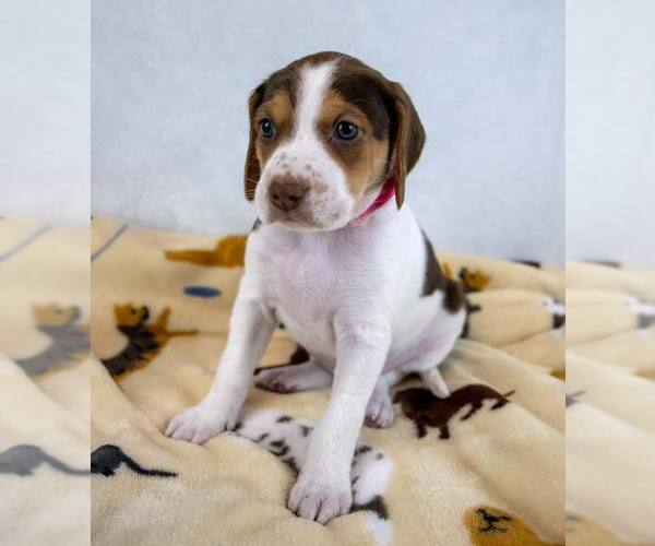 Medium Photo #5 Mutt Puppy For Sale in Kennesaw, GA, USA