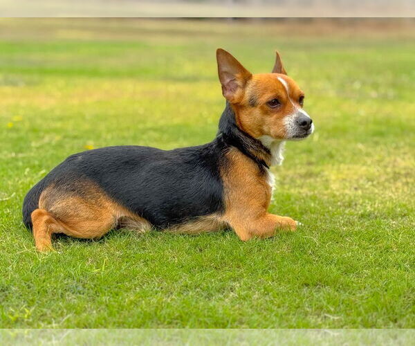 Medium Photo #4 Chihuahua-Unknown Mix Puppy For Sale in PIPE CREEK, TX, USA