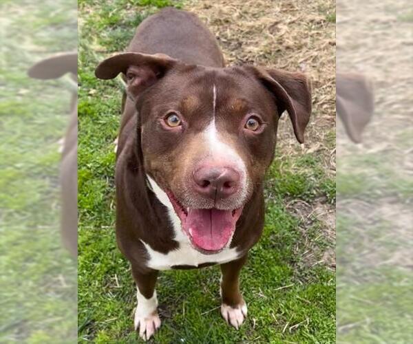 Medium Photo #3 Labrador Retriever-Staffordshire Bull Terrier Mix Puppy For Sale in Lee's Summit, MO, USA