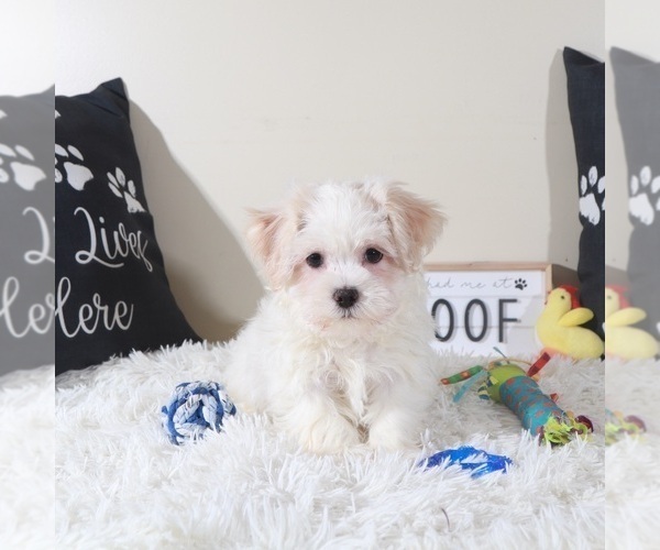 Medium Photo #1 Havanese Puppy For Sale in MOUNT VERNON, OH, USA