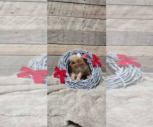 Cavapoo-Poodle (Toy) Mix Puppy for sale in JASONVILLE, IN, USA