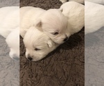 Small Photo #7 West Highland White Terrier Puppy For Sale in PHOENIX, AZ, USA