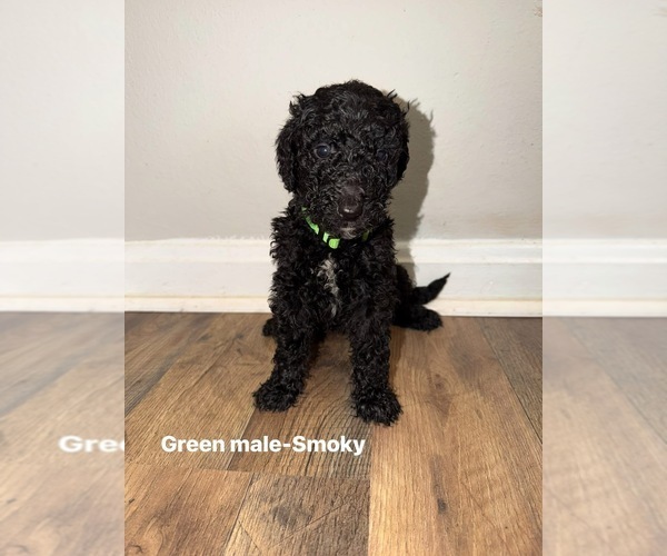 Medium Photo #2 Goldendoodle mix (+ Poodle Standard) Puppy For Sale in WEAVER, AL, USA