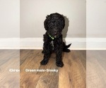 Small #1 Goldendoodle mix (+ Poodle Standard)