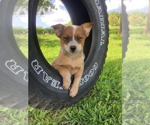 Australian Cattle Dog Puppy for sale in HILLSBORO, WI, USA