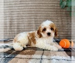 Image preview for Ad Listing. Nickname: Nemo