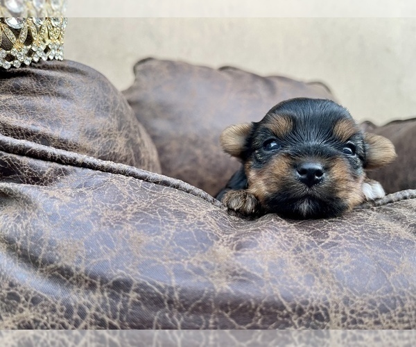 Medium Photo #11 Yorkshire Terrier Puppy For Sale in HAYWARD, CA, USA