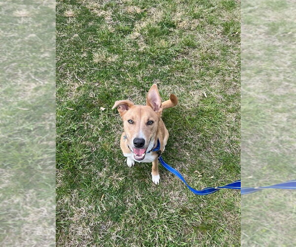 Medium Photo #3 Mutt Puppy For Sale in Candler, NC, USA