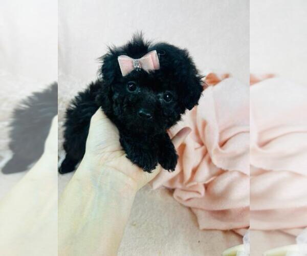 Medium Photo #25 Poodle (Toy) Puppy For Sale in TAMPA, FL, USA