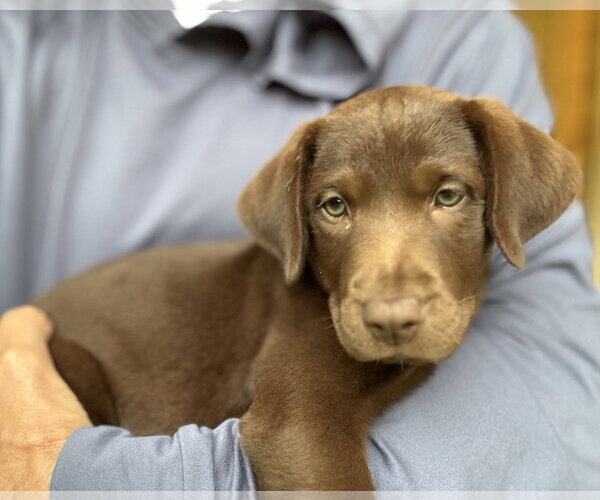 Medium Photo #2 Labrador Retriever-Unknown Mix Puppy For Sale in Fort Worth, TX, USA