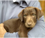 Small #1 Labrador Retriever Mix