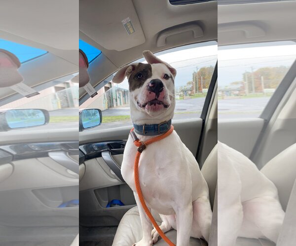 Medium Photo #8 American Pit Bull Terrier-Huskies  Mix Puppy For Sale in Lewistown, PA, USA