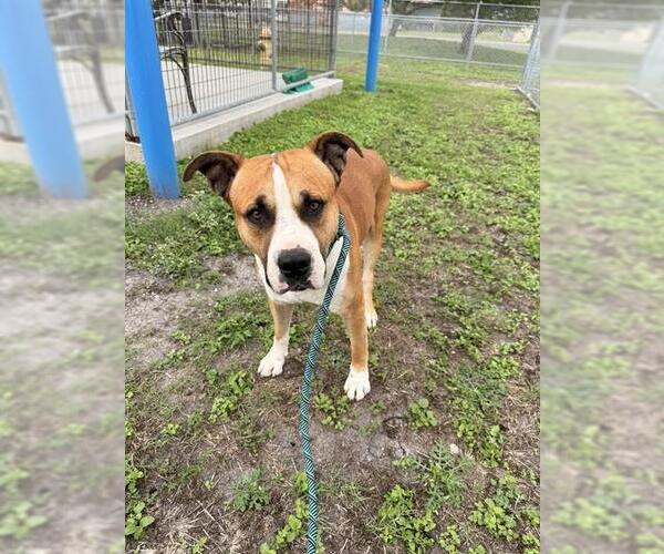 Medium Photo #1 American Pit Bull Terrier-Unknown Mix Puppy For Sale in Corpus Christi, TX, USA