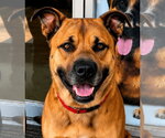 Small #6 German Shepherd Dog Mix