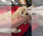 Small #3 Golden Retriever