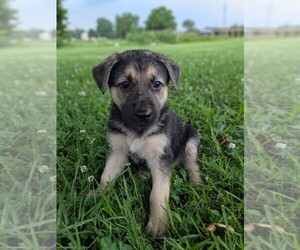 German Shepherd Dog Puppy for sale in WOODBURN, KY, USA