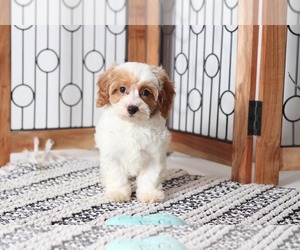 Cavapoo Puppy for sale in NAPLES, FL, USA