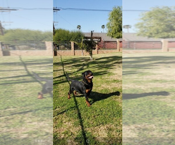 Medium Photo #7 Rottweiler Puppy For Sale in JURUPA VALLEY, CA, USA