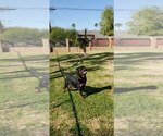 Small Photo #7 Rottweiler Puppy For Sale in JURUPA VALLEY, CA, USA