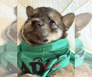 German Shepherd Dog-Unknown Mix Dogs for adoption in The Woodlands, TX, USA