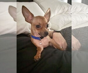 Chihuahua Dogs for adoption in Orlando, FL, USA