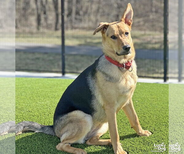 Medium Photo #3 German Shepherd Dog-Unknown Mix Puppy For Sale in Washington, DC, USA