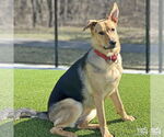 Small #2 German Shepherd Dog Mix