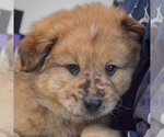Small #5 Chow Chow Mix