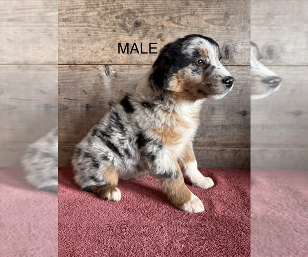 Medium Photo #8 Australian Shepherd Puppy For Sale in VERMONTVILLE, MI, USA