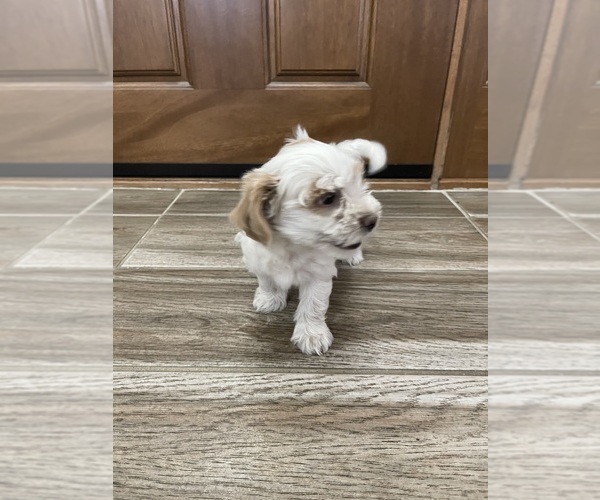 Medium Photo #15 Maltipoo Puppy For Sale in APPLE VALLEY, CA, USA