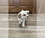 Small #14 Maltipoo