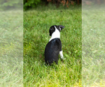 Small #21 Boston Terrier