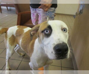 Labrador Retriever Dogs for adoption in Ocala, FL, USA