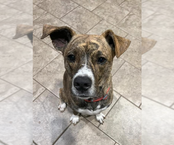 Medium Photo #17 American Pit Bull Terrier-Unknown Mix Puppy For Sale in OKLAHOMA CITY, OK, USA