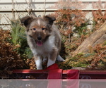 Small #1 Shetland Sheepdog