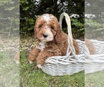 Small #2 Cockapoo (Miniature)